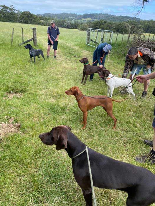 Keen Versatile Hunting Dogs